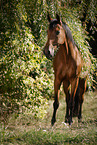 German Sport Horse gelding