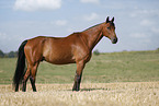 German Sport Horse gelding