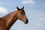 German Sport Horse gelding