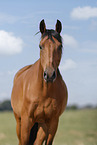 German Sport Horse gelding