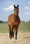 German Sport Horse gelding