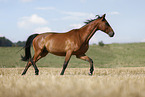 German Sport Horse gelding