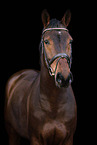 German Sport Horse