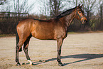 German Sport Horse