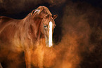 German Sport Horse in studio