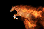 German Sport Horse in studio