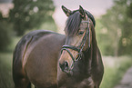 German Riding Horse