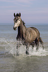 German Sport Horse mare
