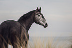 German Sport Horse mare