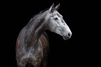 German Sport Horse