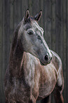German Sport Horse