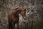 German Sport Horse