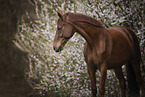 German Sport Horse