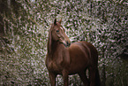 German Sport Horse