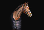 German Sport Horse