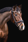 German Sport Horse