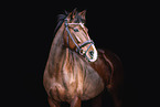 German Sport Horse