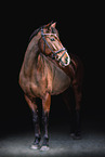 German Sport Horse