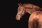 German Sport Horse