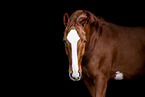 German Sport Horse