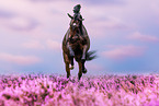 German Sport Horse