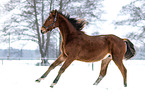 German Sport Horse