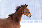 German Sport Horse