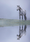 German Sport Horse