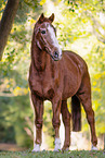 German Sport Horse