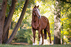 German Sport Horse