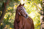 German Sport Horse