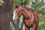 German Sport Horse