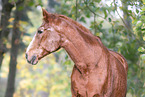 German Sport Horse