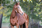 German Sport Horse