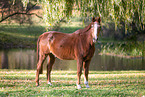 German Sport Horse