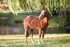 German Sport Horse