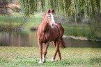 German Sport Horse