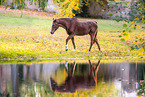 German Sport Horse