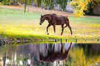 German Sport Horse