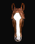 German Sport Horse