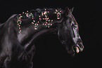 German Sport Horse