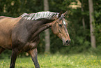 German Sport Horse