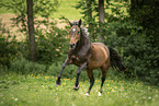 German Sport Horse