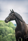 German Sport Horse