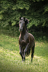 German Sport Horse