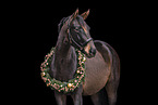 German Sport Horse
