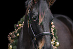 German Sport Horse