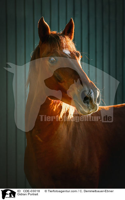 Gidran Portrait / CDE-03018