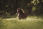 Gotland-Pony on flower meadow