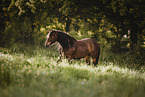 Gotland-Pony on flower meadow